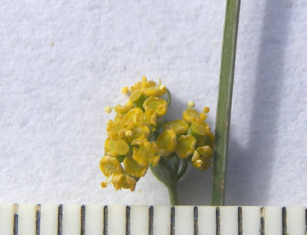 Image of Bupleurum marschallianum specimen.