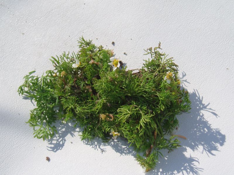 Image of Ranunculus rionii specimen.