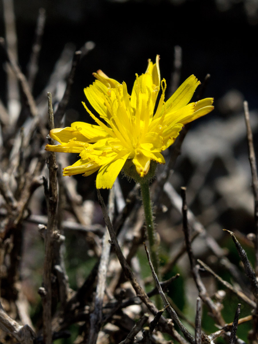 Изображение особи Crepis fraasii.