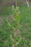 Salix rosmarinifolia