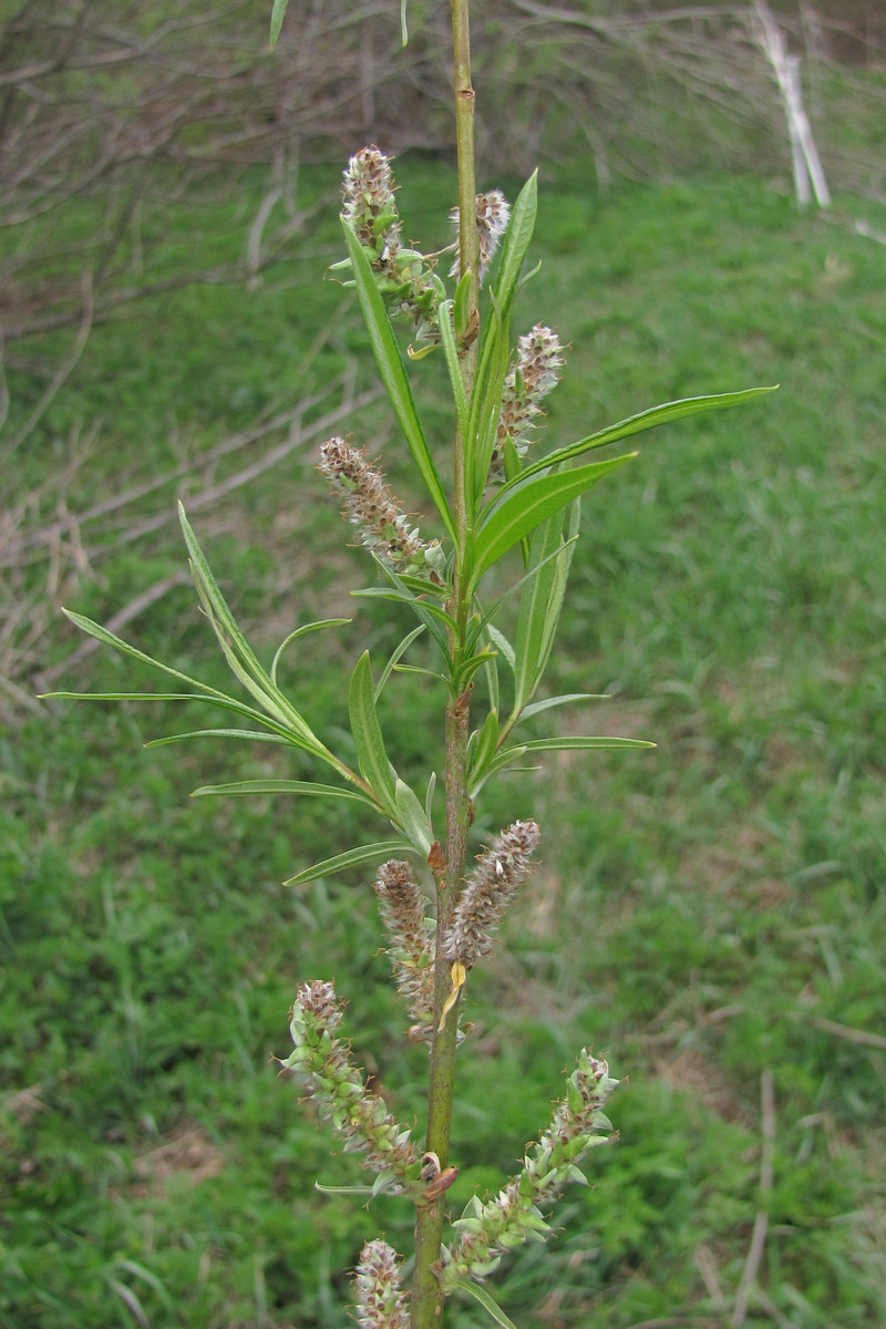Image of Salix rosmarinifolia specimen.