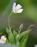 Stellaria holostea