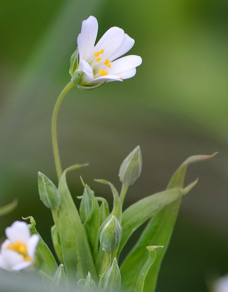 Image of Stellaria holostea specimen.