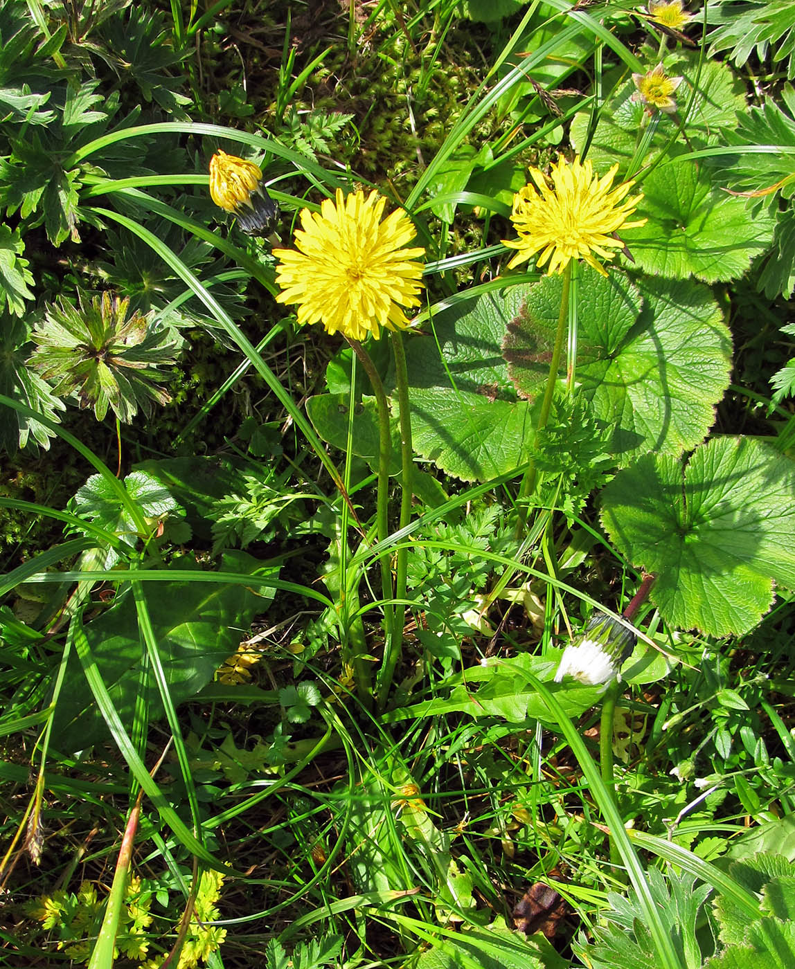 Image of Taraxacum ceratophorum specimen.