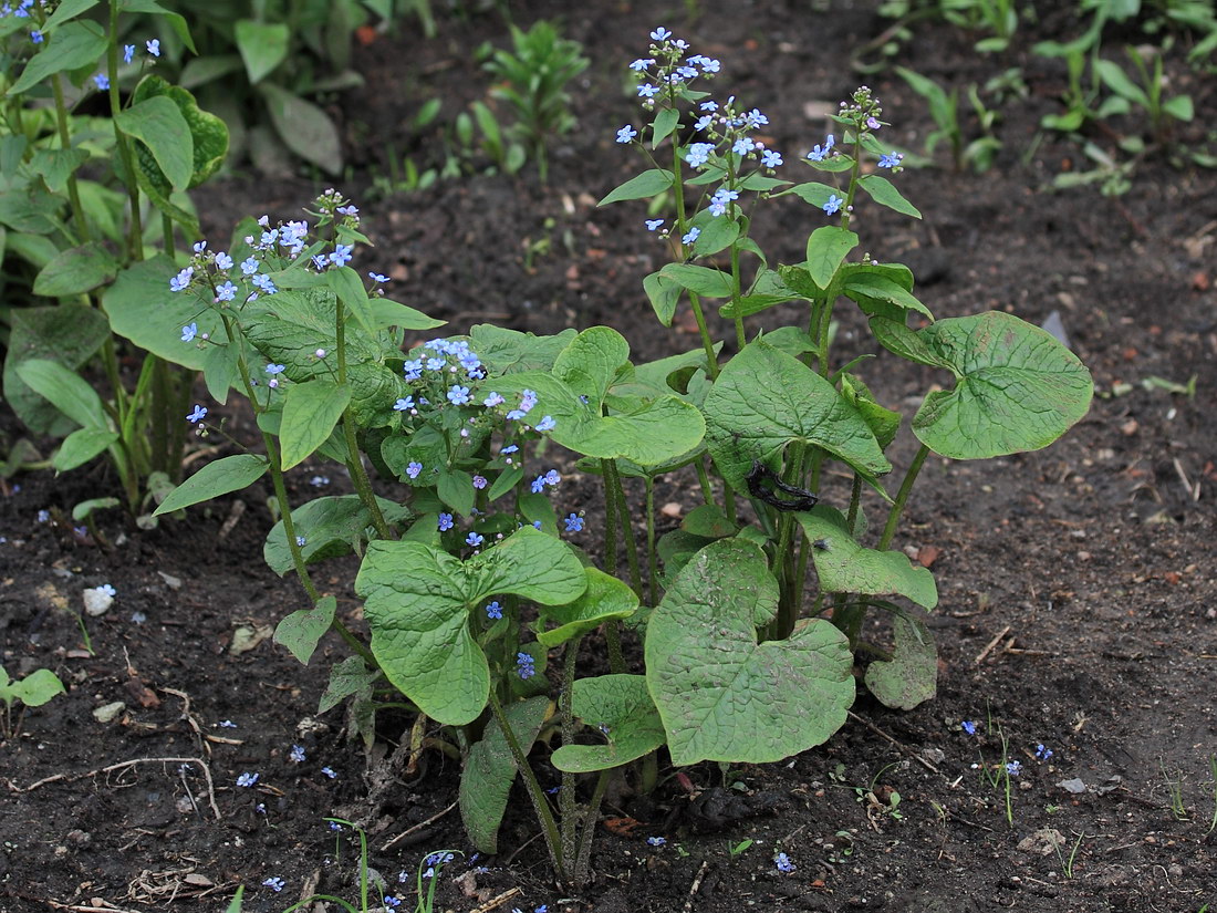 Изображение особи Brunnera macrophylla.