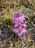 Pedicularis verticillata