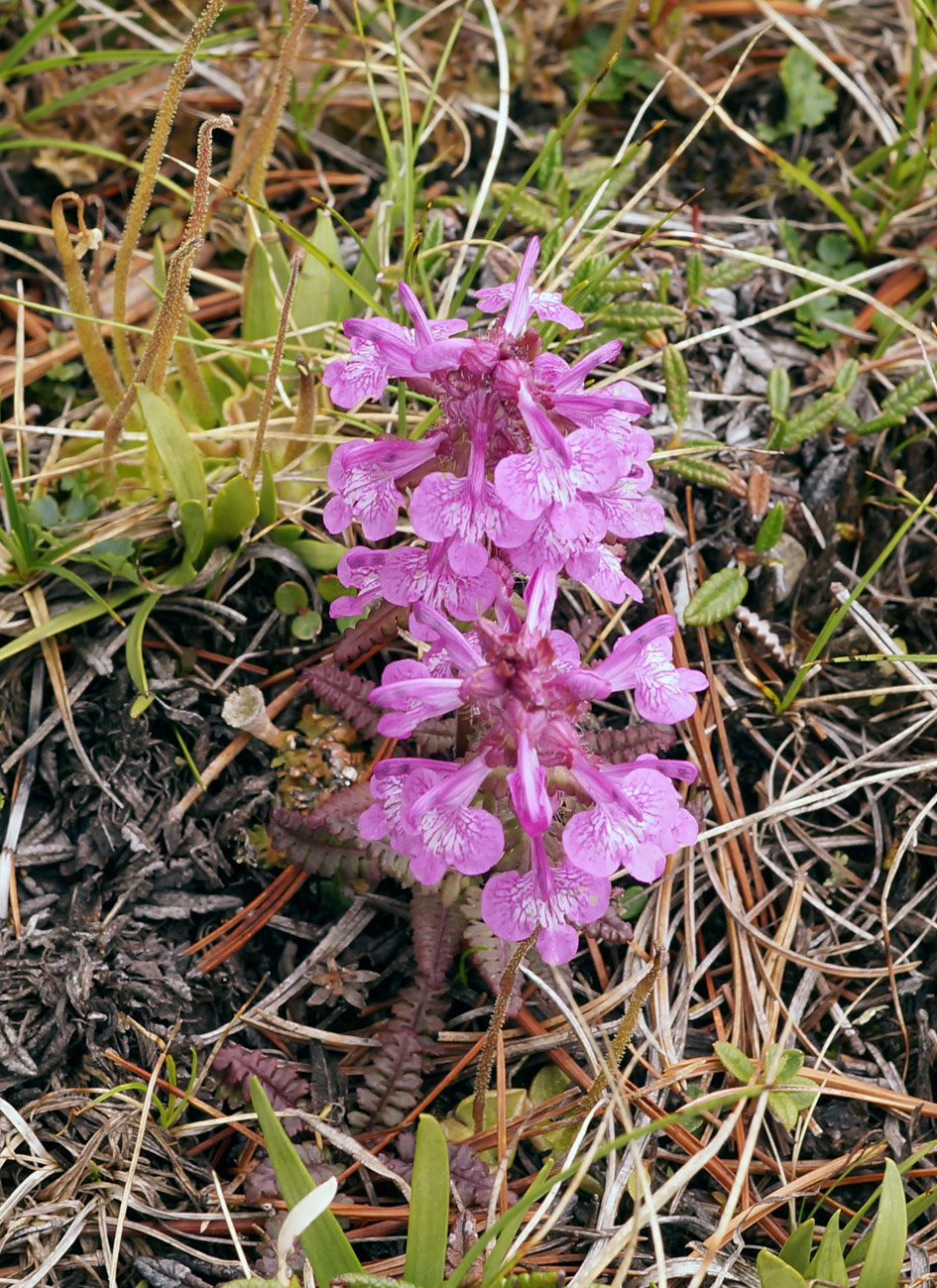 Изображение особи Pedicularis verticillata.