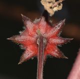 Hibiscus sabdariffa. Созревающий плод (вид со стороны цветоножки). Израиль, Шарон, пос. Кфар Монаш, ботанический сад \"Хават Ганой\". 14.11.2016.