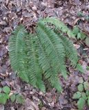 Polystichum aculeatum