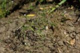 Psammophiliella muralis. Цветущее растение (вид сверху). Восточный Казахстан, г. Усть-Каменогорск, правый берег р. Иртыш, высыхающая часть заболоченного луга. 09.08.2017.