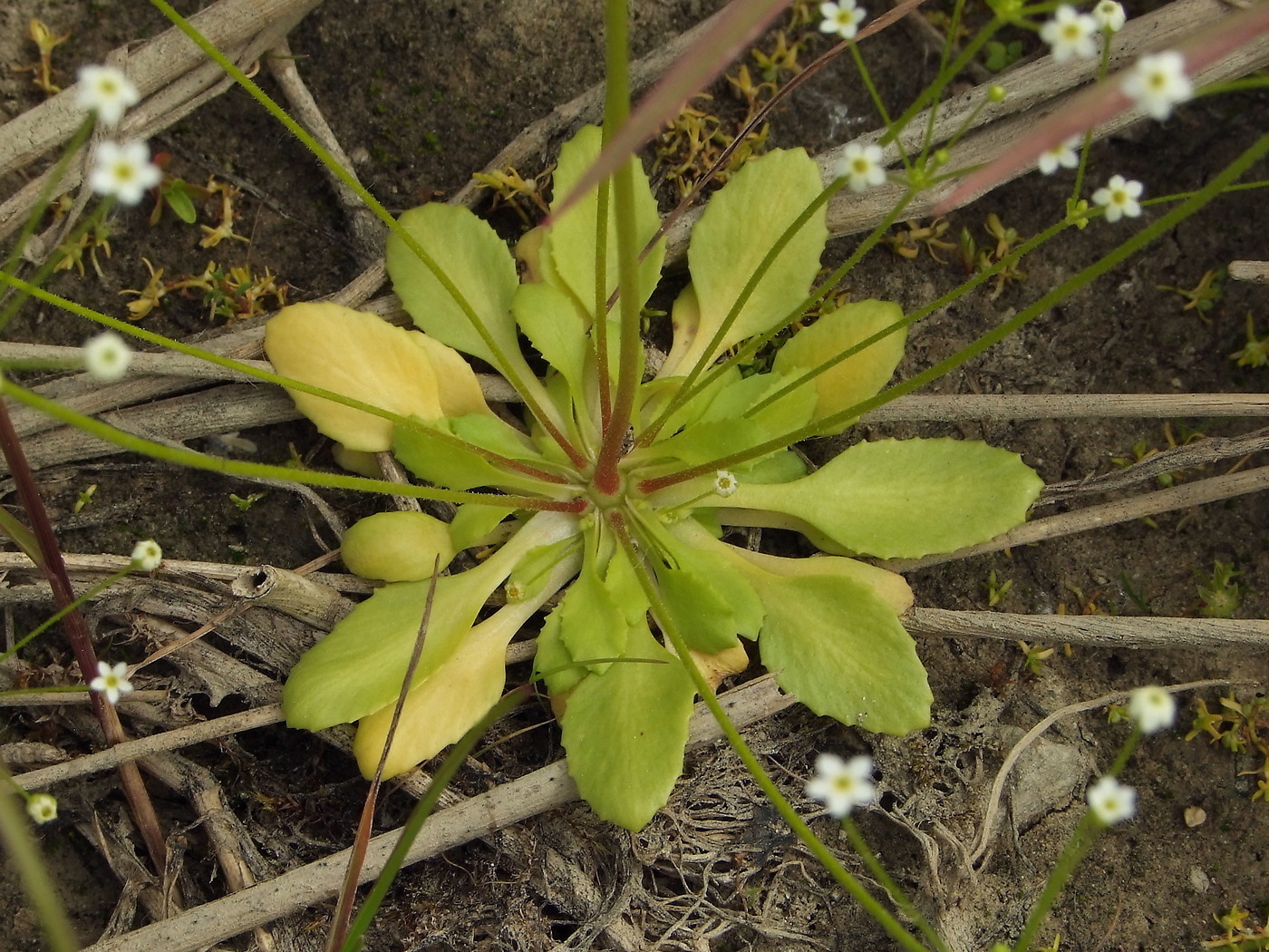 Image of Androsace filiformis specimen.