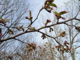 Cerasus sachalinensis