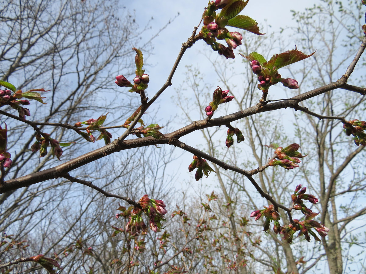 Изображение особи Cerasus sachalinensis.