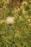 Cirsium semenowii