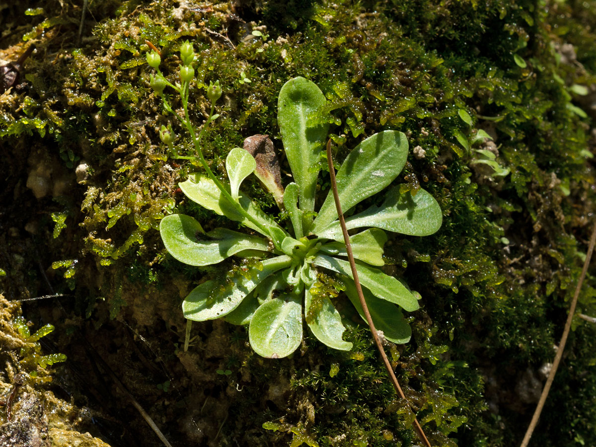 Image of Samolus valerandi specimen.