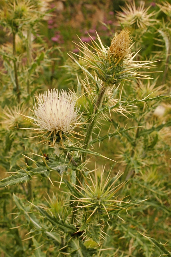 Image of Cirsium semenowii specimen.