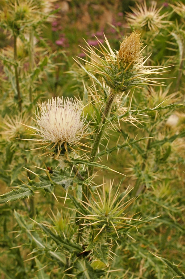 Изображение особи Cirsium semenowii.