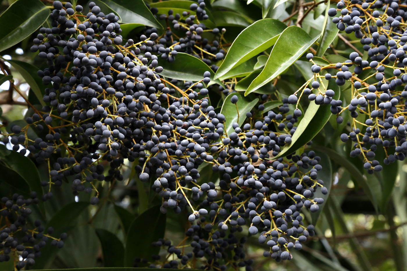 Изображение особи Ligustrum lucidum.