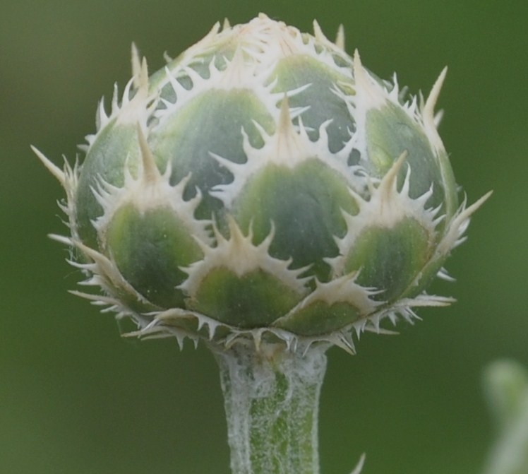 Image of Centaurea salonitana specimen.