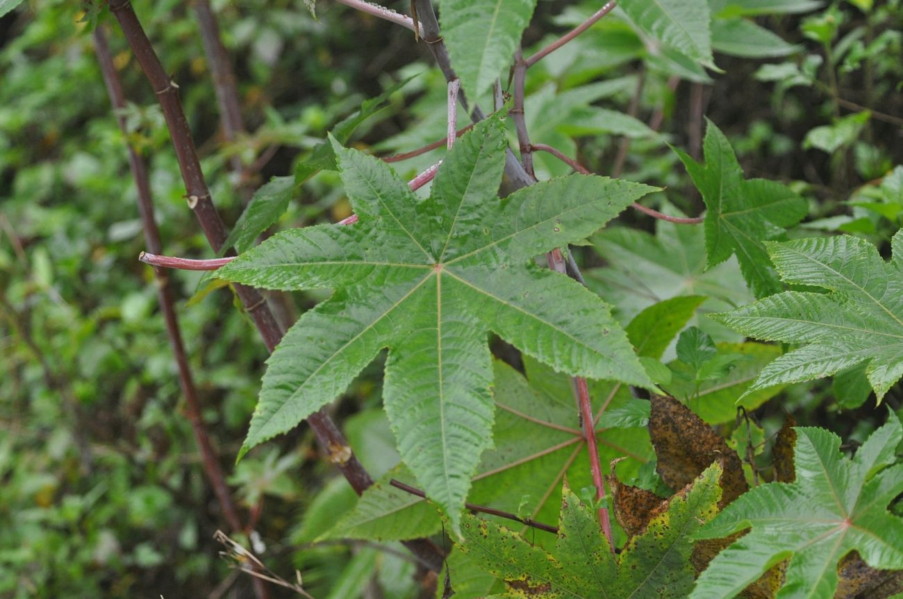 Image of Ricinus communis specimen.