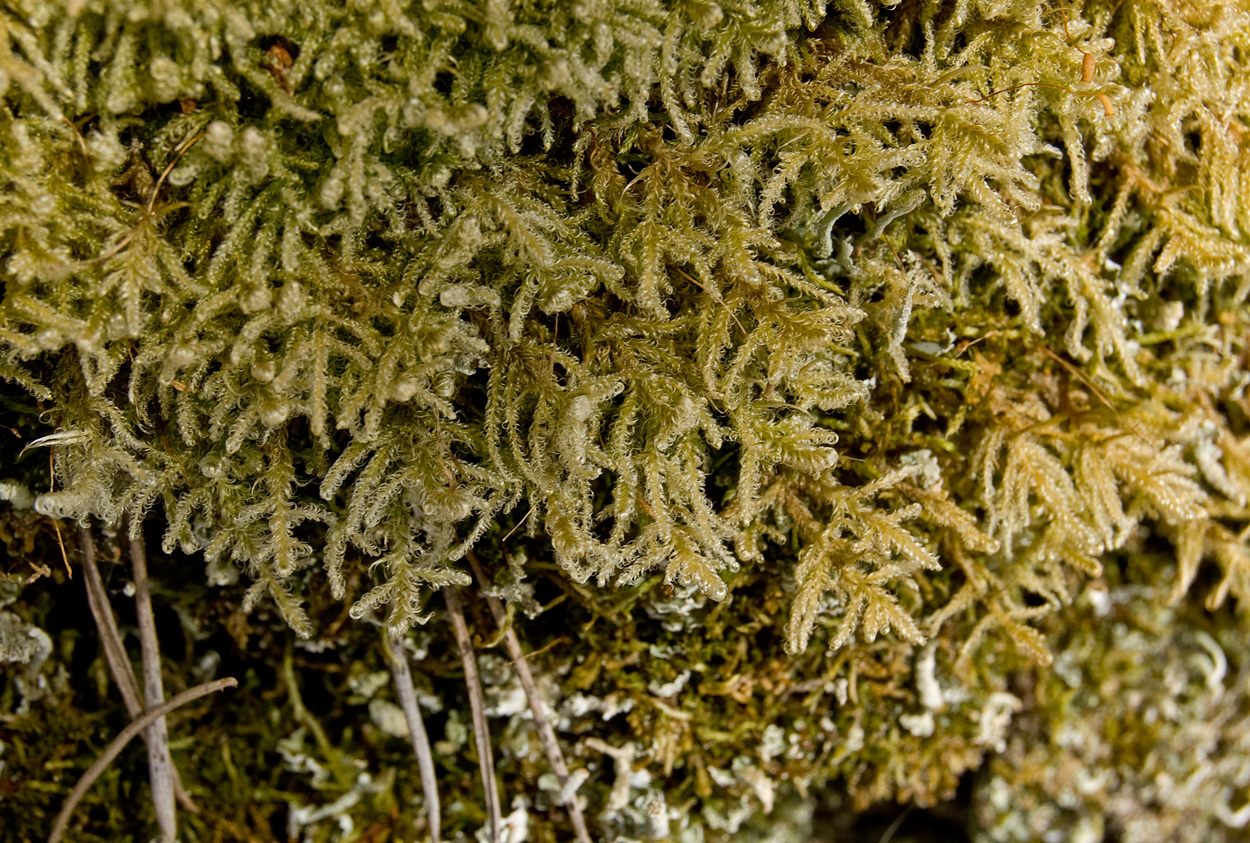 Image of Sanionia uncinata specimen.