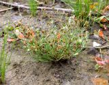 Juncus bufonius