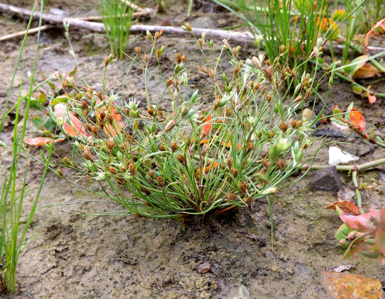 Изображение особи Juncus bufonius.