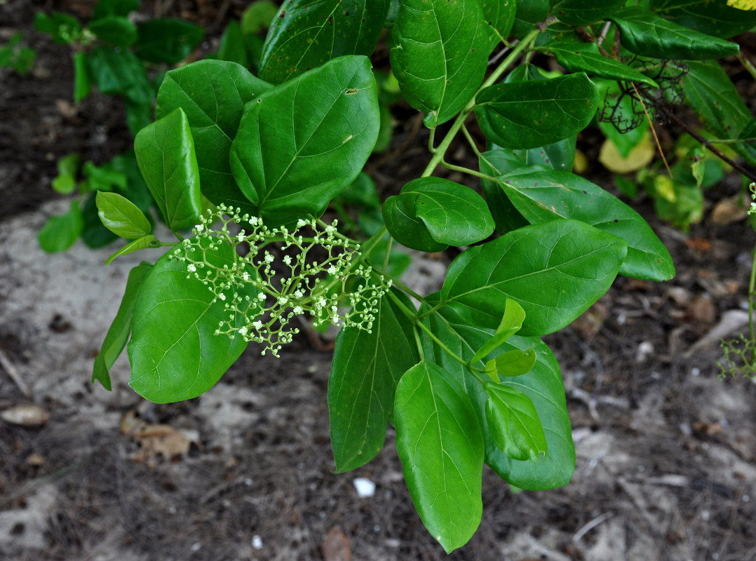 Изображение особи Premna serratifolia.