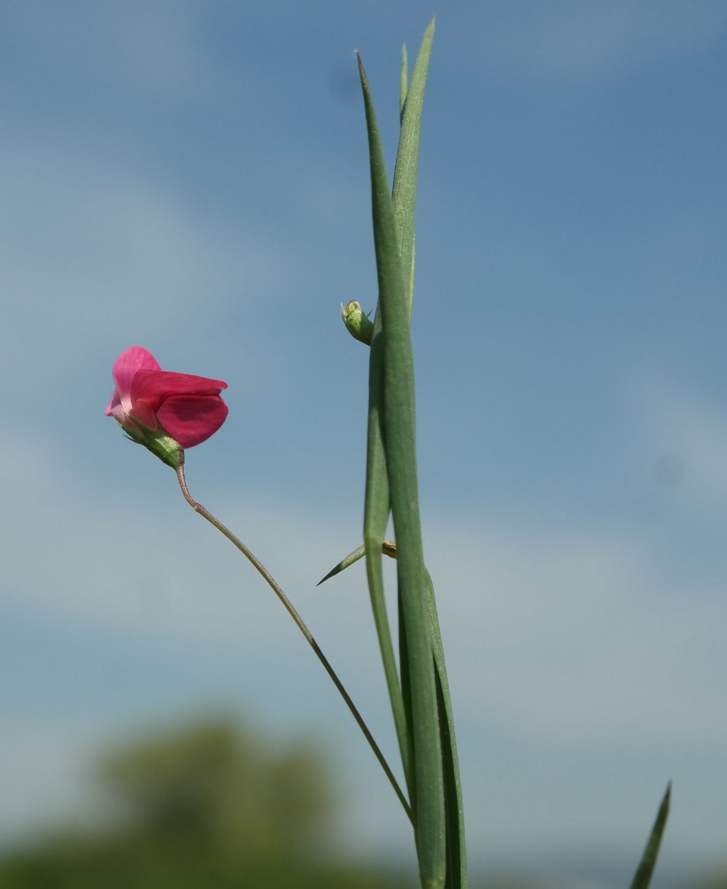 Изображение особи Lathyrus nissolia.