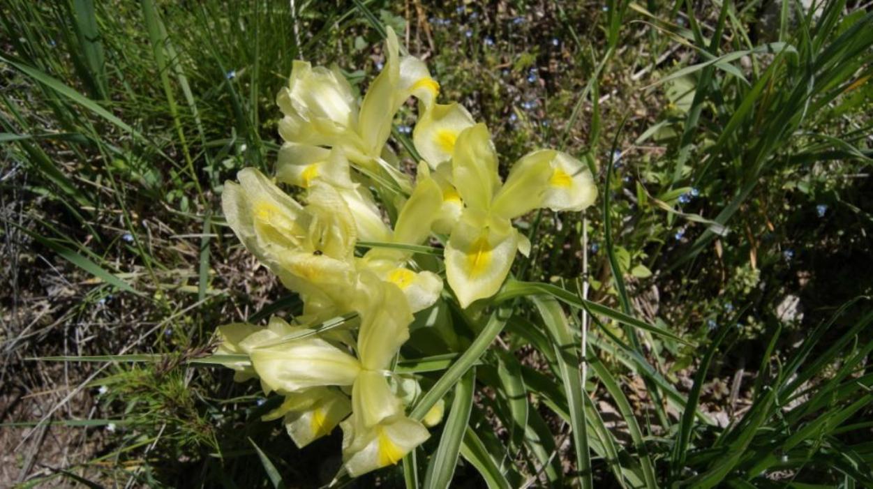 Image of Juno caucasica specimen.