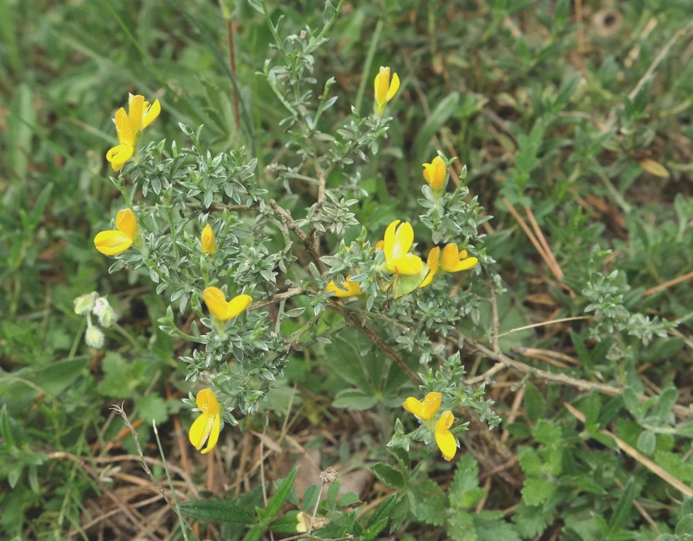 Image of Genista godetii specimen.