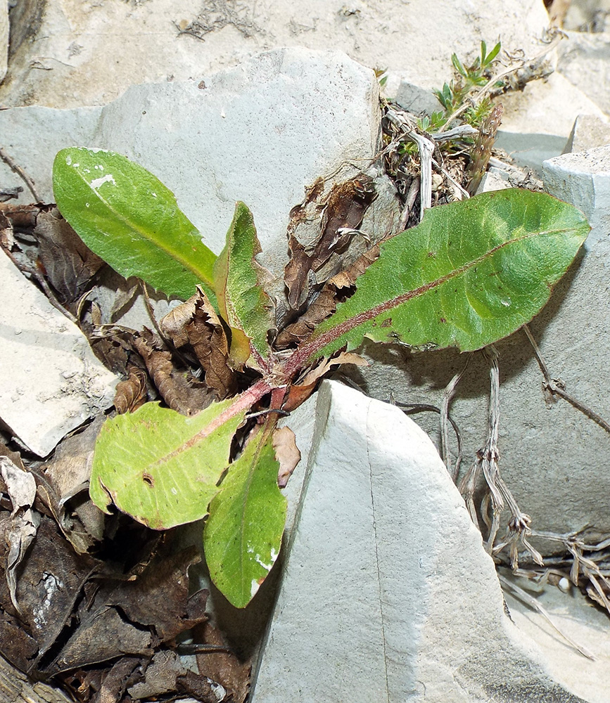 Изображение особи Taraxacum thracicum.