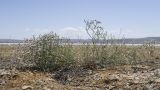 Limonium caspium. Цветущие растения. Крым, Керченский п-ов, на берегу солёного озера Чокрак. 10.06.2018.