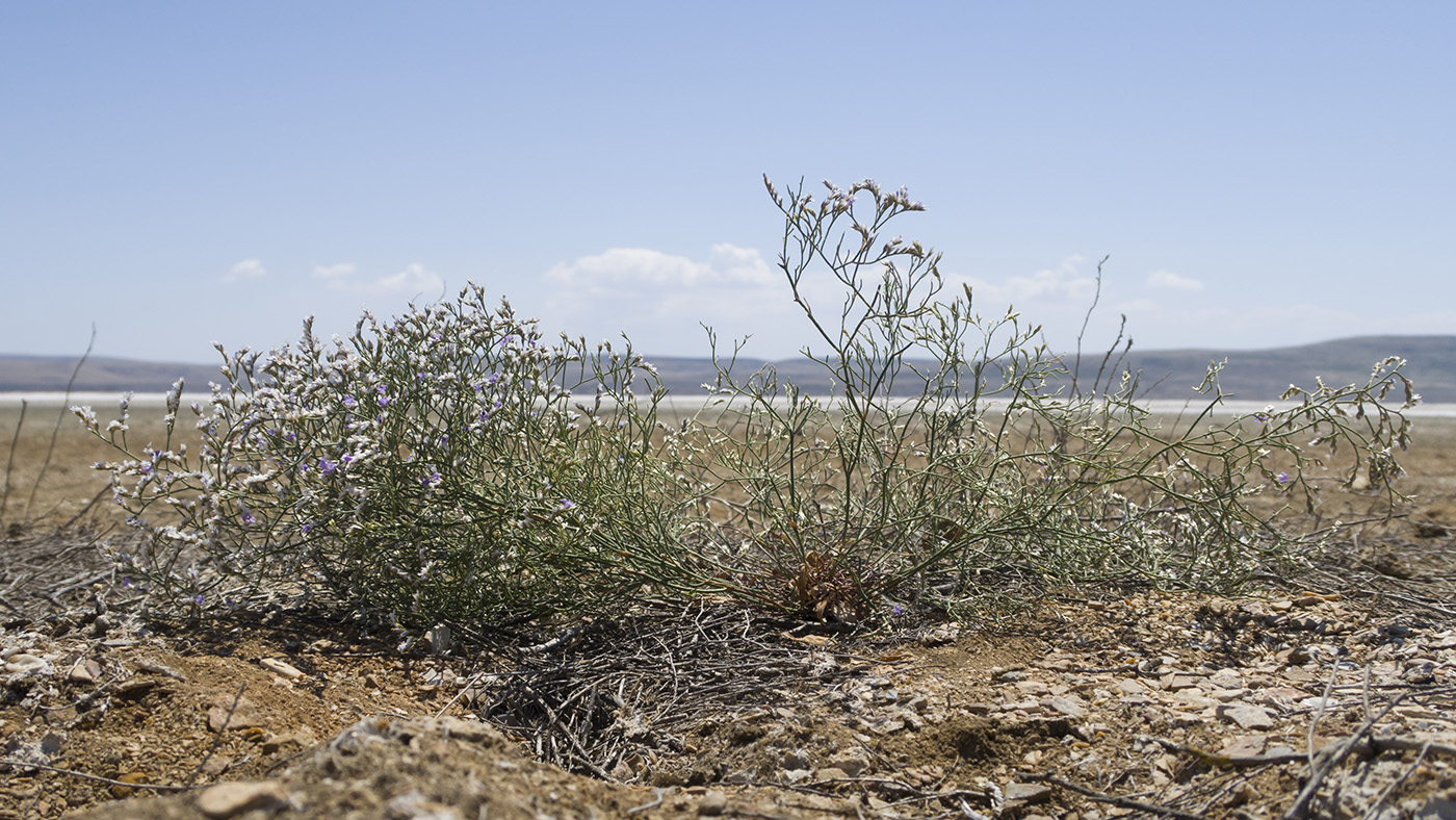 Image of Limonium caspium specimen.