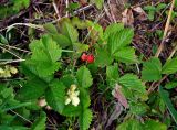 Fragaria vesca. Плодоносящее растение. Московская обл., Орехово-Зуевский р-н, долина р. Нерская, опушка сосново-лиственного леса. 14.06.2018.