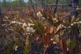 Chamaedaphne calyculata