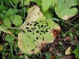 Arctium tomentosum