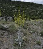 Verbascum graecum