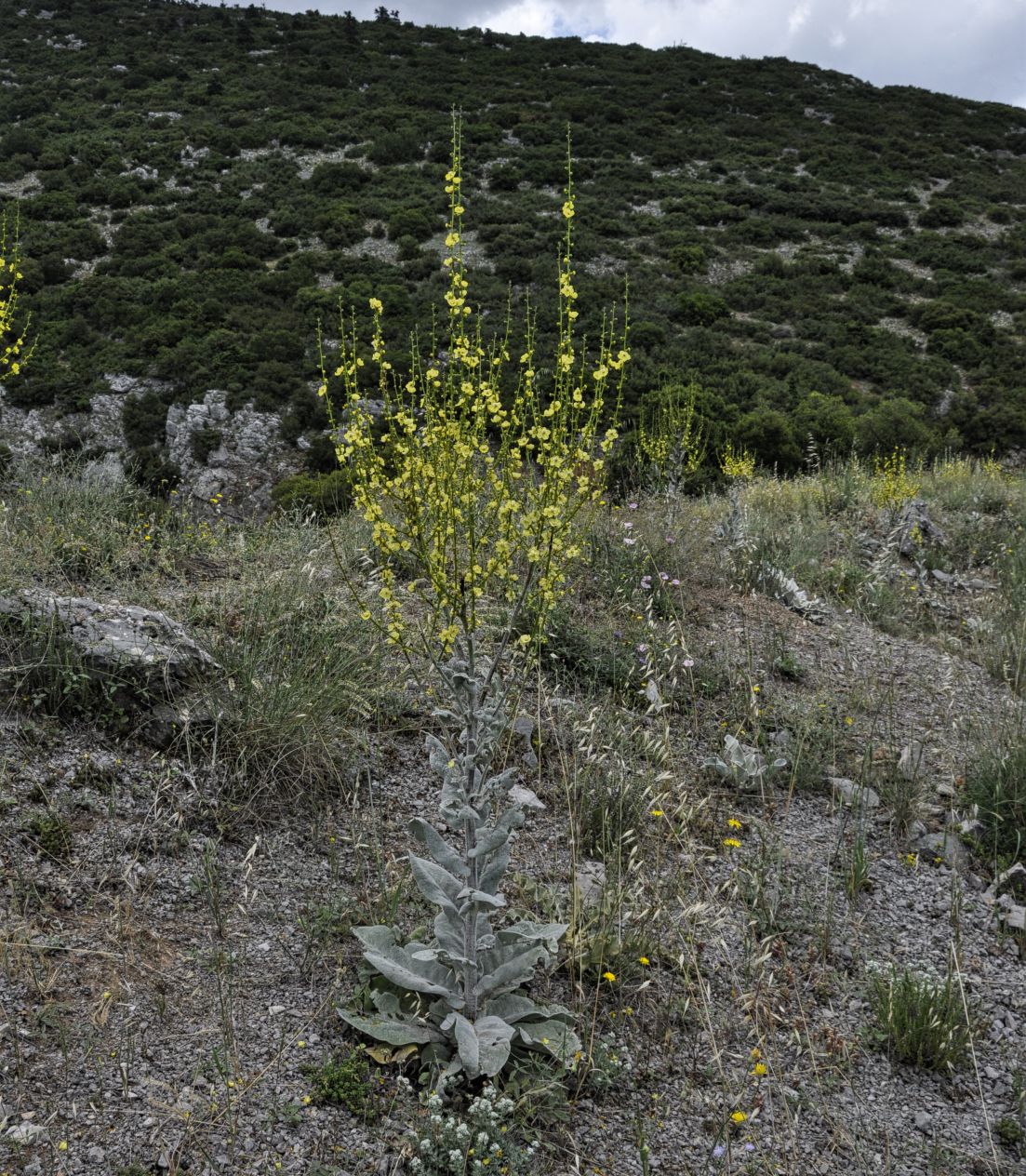Изображение особи Verbascum graecum.
