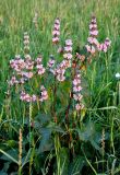 Phlomoides tuberosa. Верхушка цветущего растения. Красноярский край, Шарыповский р-н, берег оз. Большое, луг. 11.07.2018.