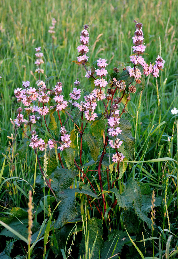 Image of Phlomoides tuberosa specimen.