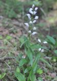 Cephalanthera longifolia