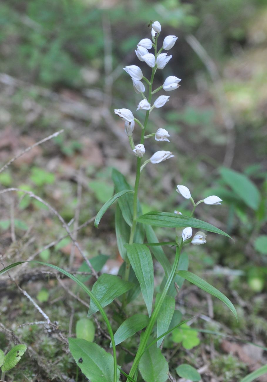 Изображение особи Cephalanthera longifolia.