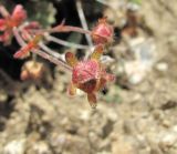 Potentilla gelida