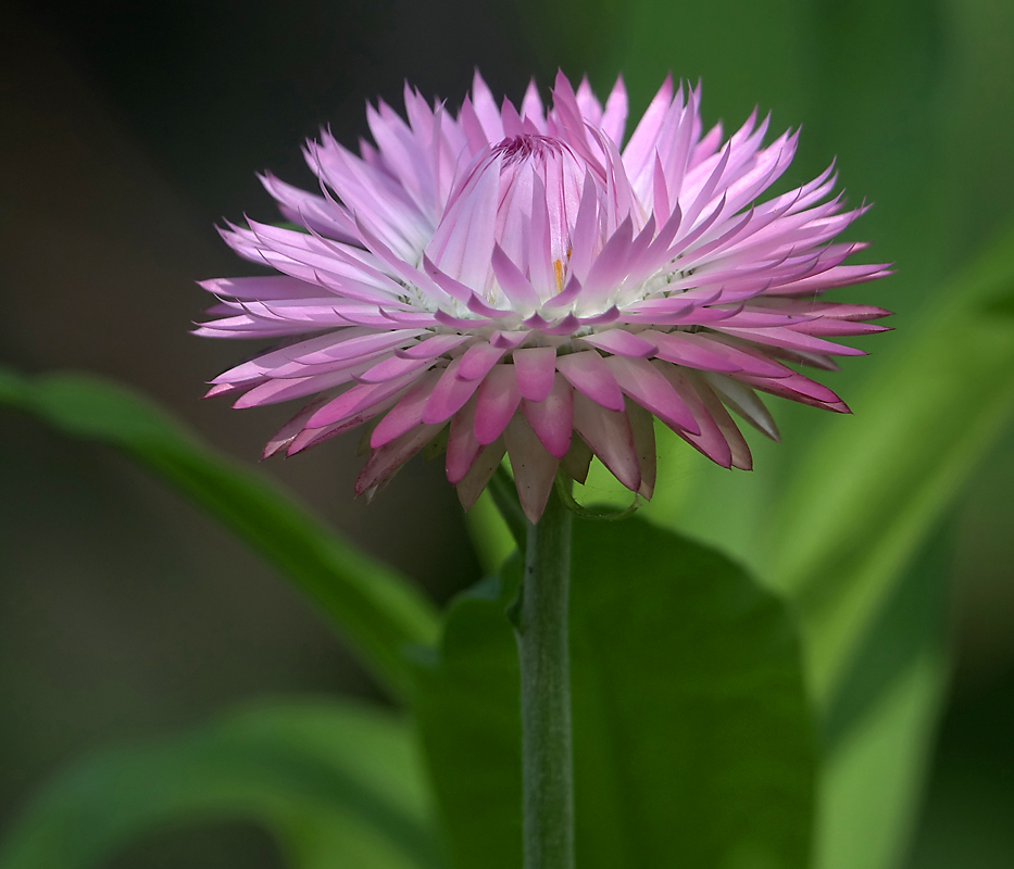 Image of Xerochrysum bracteatum specimen.