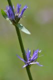 Image of taxon representative. Author is Богдан Крыжатюк