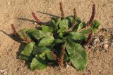 Plantago uliginosa