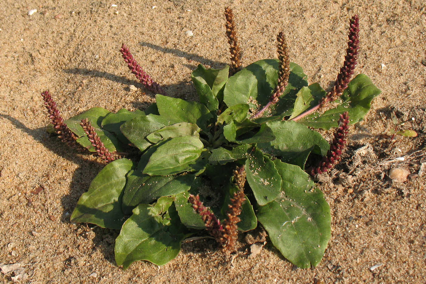 Image of Plantago uliginosa specimen.