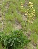 Phlomoides kaufmanniana. Цветущее растение. Узбекистан, склон при спуске с Китабского перевала. 30.04.2018.