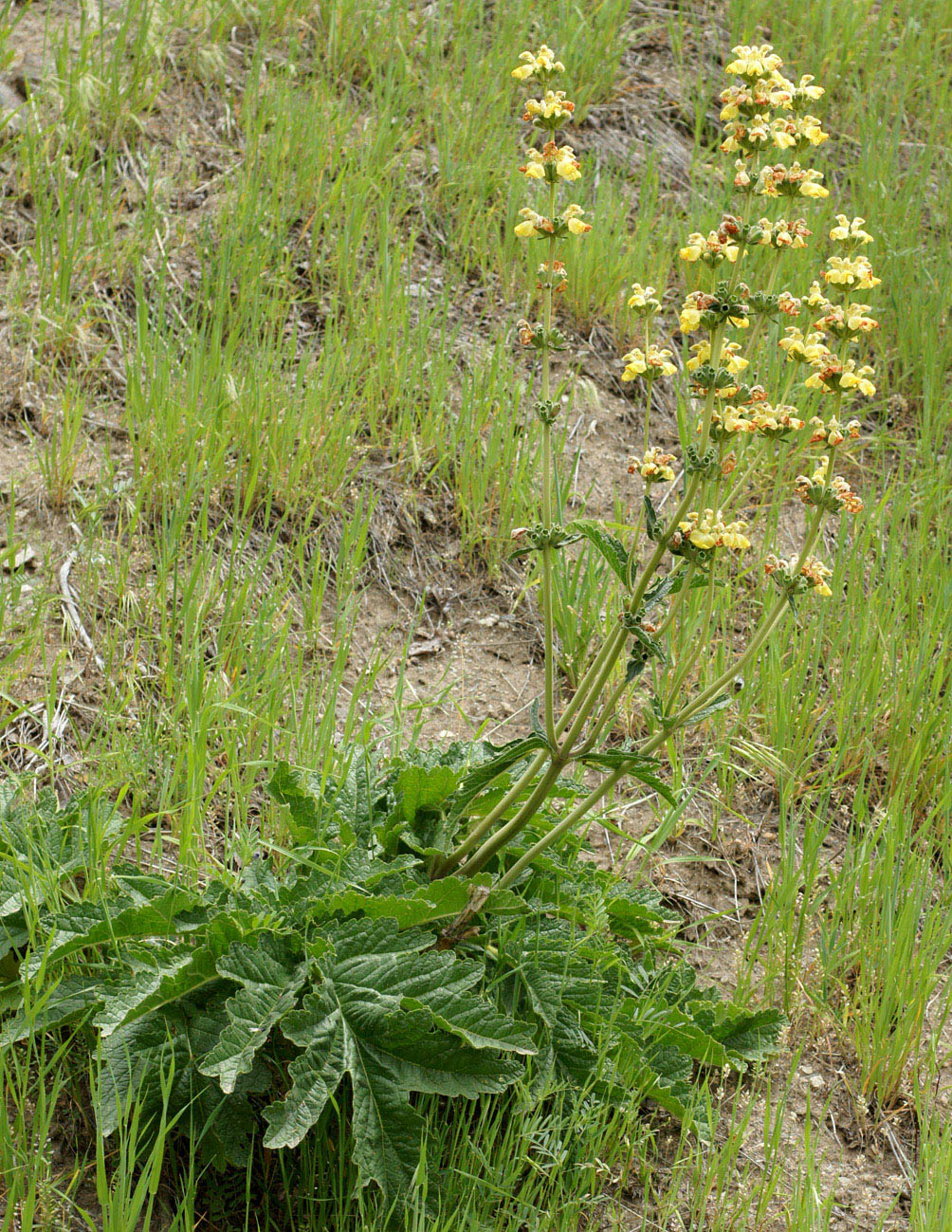 Image of Phlomoides kaufmanniana specimen.